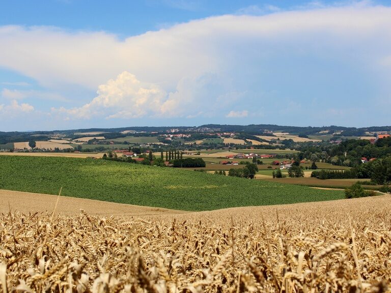 Weite Getreidefelder mit Blick auf eine hügelige Landschaft, typisch für die Natur im Aktivurlaub in Bayern.
